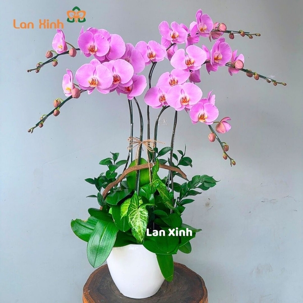 Lan hồ điệp màu hồng phấn 5 cành - HD296