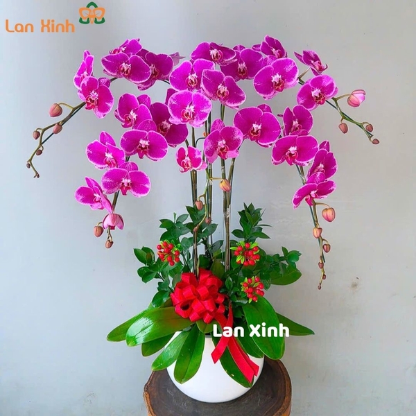 Lan hồ điệp màu tím 5 cành - HD316