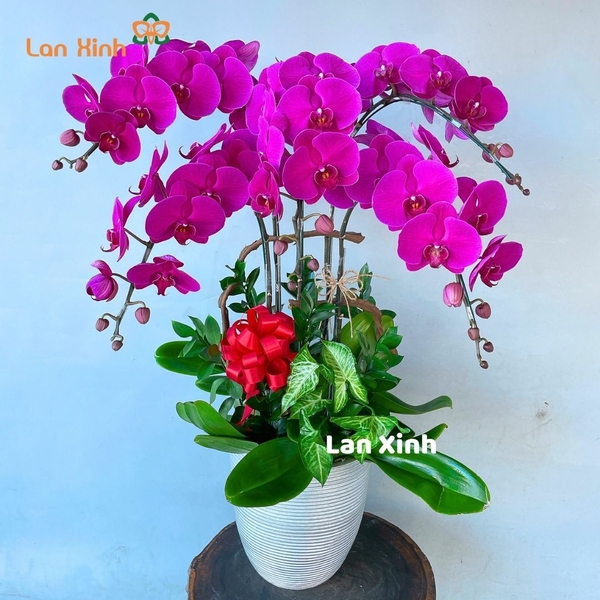Lan hồ điệp màu tím 5 cành - HD316