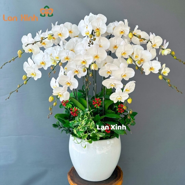 Chậu hoa lan hồ điệp trắng 12 cành