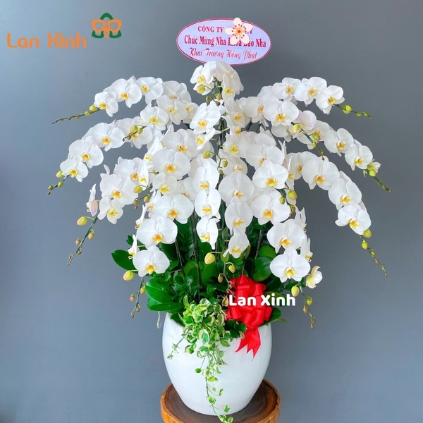 Lan hồ điệp màu trắng 15 cành - HD198
