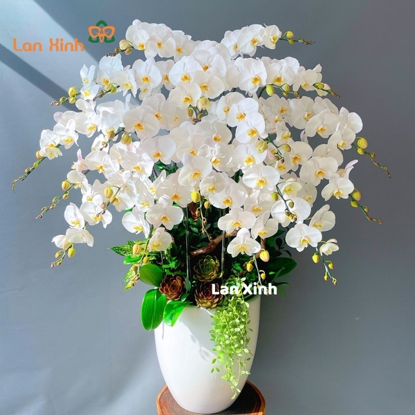 Lan hồ điệp màu trắng 20 cành - HD289
