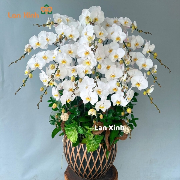 Lan hồ điệp màu trắng tuyết 20 cành - HD413