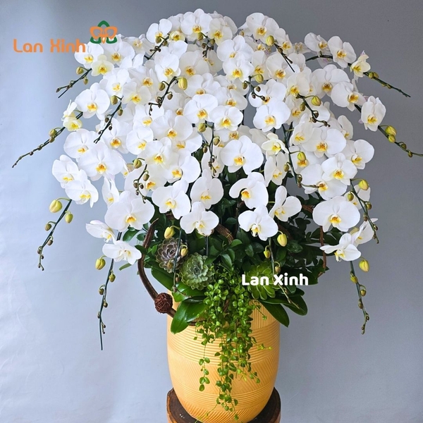 Lan hồ điệp màu trắng tuyết 20 cành - HD413