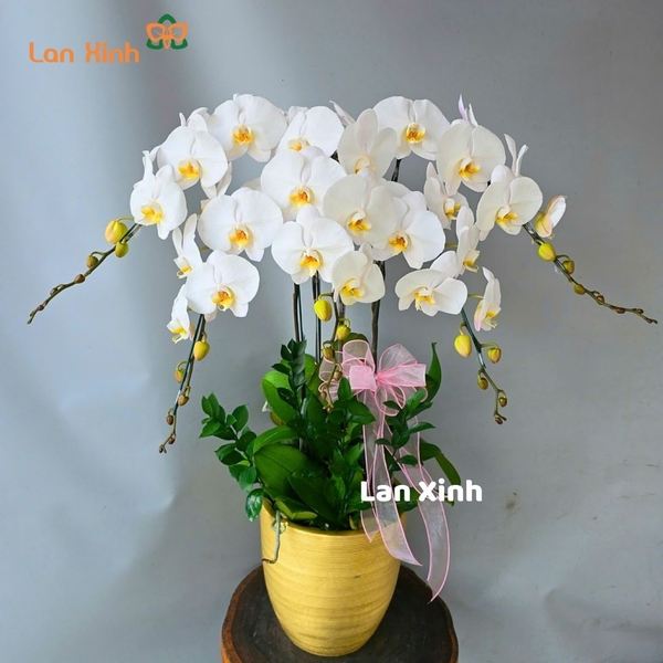 Lan hồ điệp màu trắng 5 cành - HD310