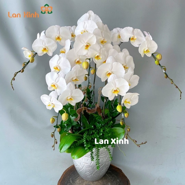 Lan hồ điệp màu trắng 5 cành - HD310