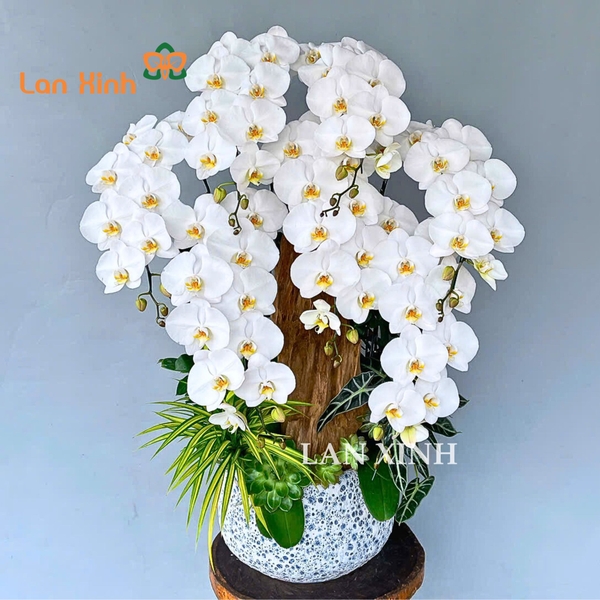 Lan hồ điệp màu trắng 7 cành