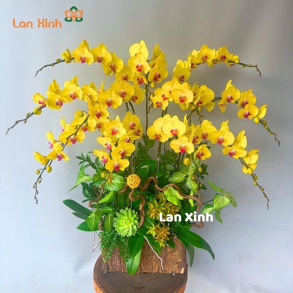 Lan hồ điệp màu vàng 11 cành chậu gỗ