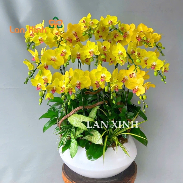 lan hồ điệp màu vàng 15 cành chậu thấp