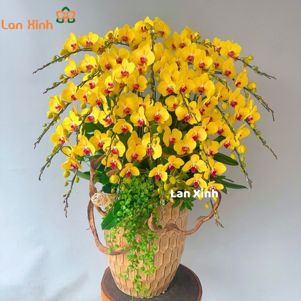 Lan hồ điệp màu vàng 25 cành - HD388