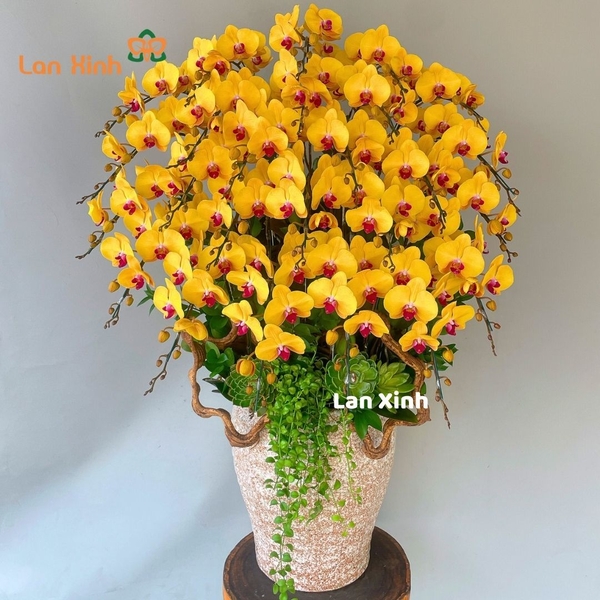 Lan hồ điệp màu vàng 25 cành - HD388