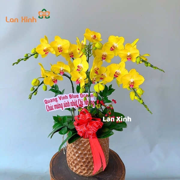 Lan hồ điệp màu vàng 6 cành - HD407