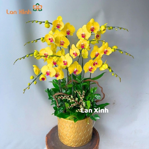 Lan hồ điệp màu vàng 9 cành - HD339
