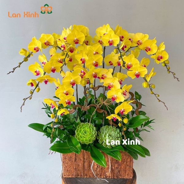 Lan hồ điệp màu vàng 9 cành chậu gỗ - HD347