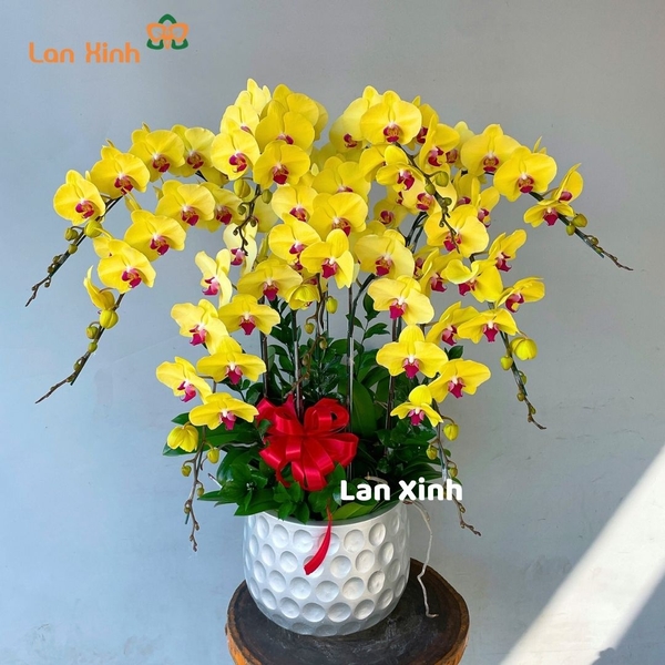Lan hồ điệp màu vàng 9 cành - HD339