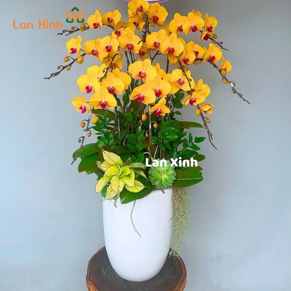 Chậu hoa lan hồ điệp vàng lưỡi đỏ 10 cành HD499