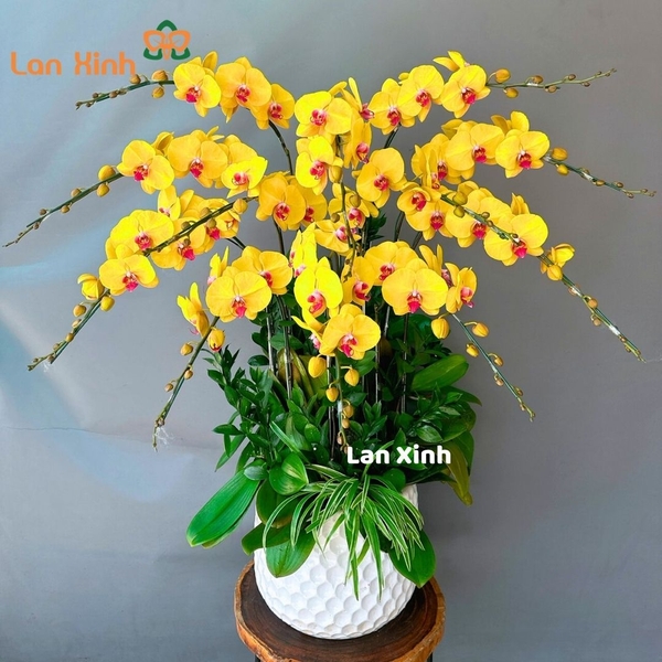 Lan hồ điệp màu vàng lưỡi đỏ 12 cành - HD188