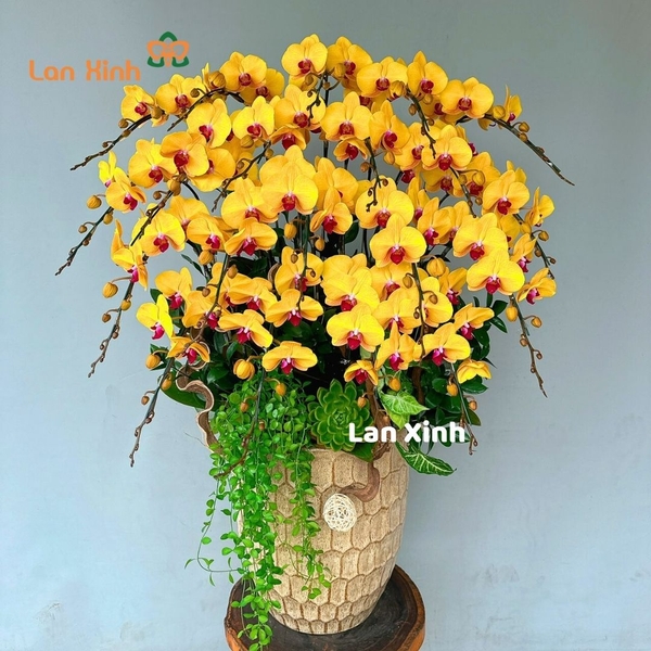 Lan hồ điệp màu vàng lưỡi đỏ 20 cành - HD505
