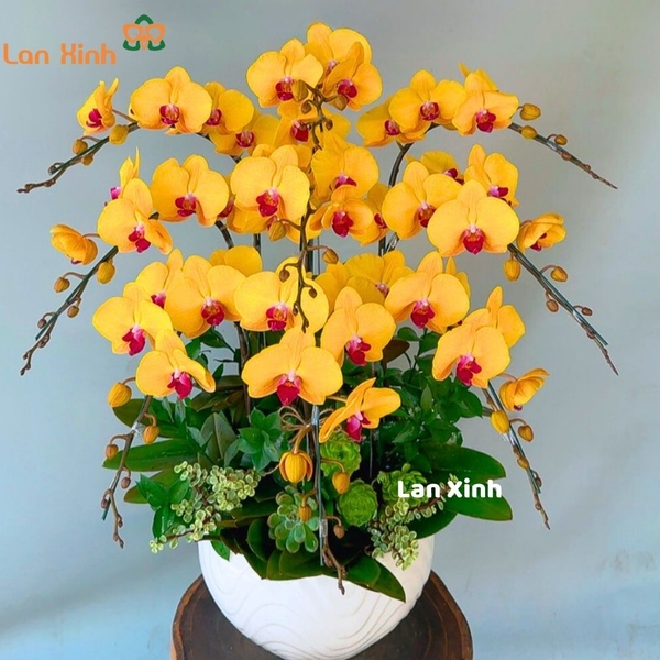 Lan hồ điệp màu vàng lưỡi đỏ 9 cành - HD513