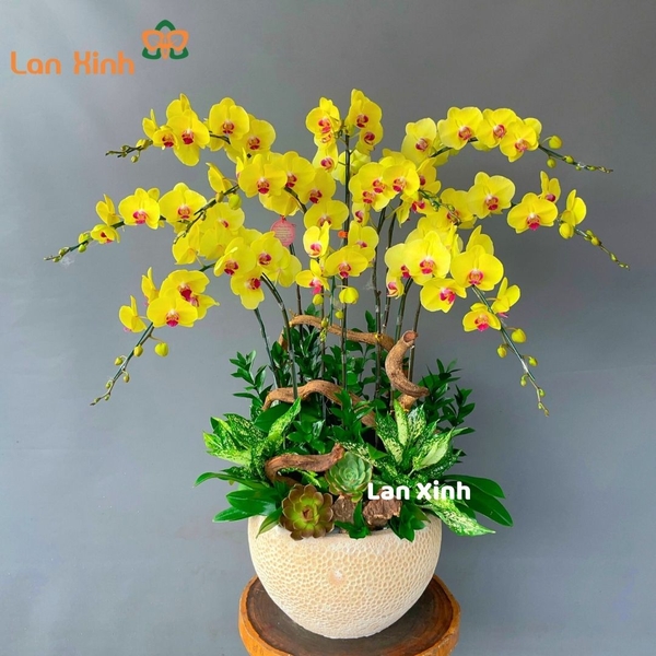 Lan hồ điệp màu vàng tươi 10 cành - HD182