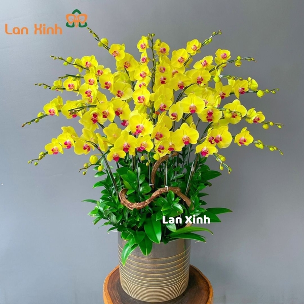 lan hồ điệp màu vàng tươi 20 cành HD143