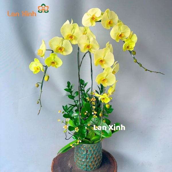 Lan hồ điệp màu xanh 3 cành
