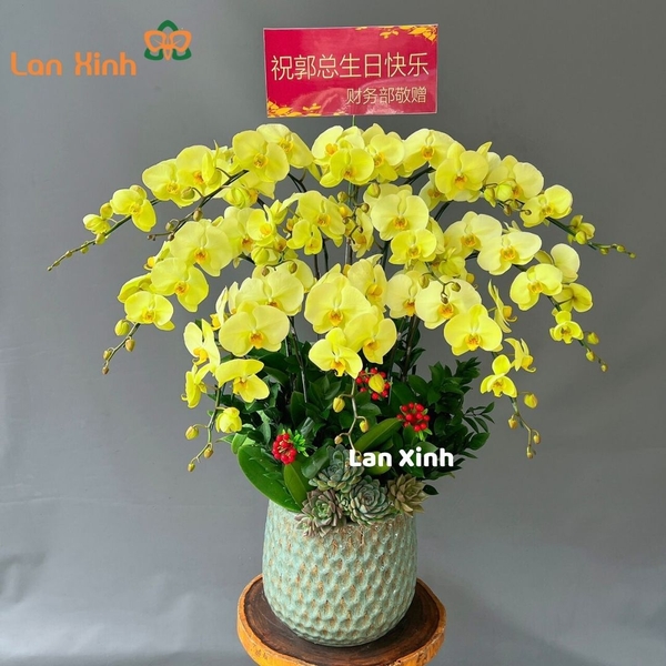 Lan hồ điệp màu xanh cốm 12 cành - HD245