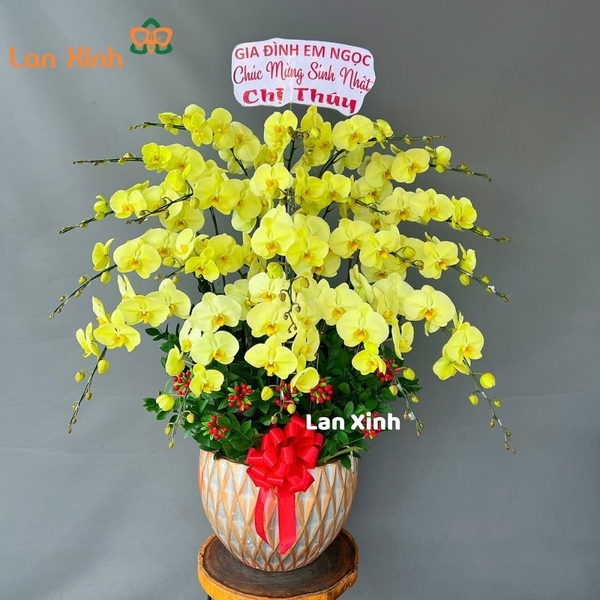 Lan hồ điệp màu xanh cốm 20 cành - HD268