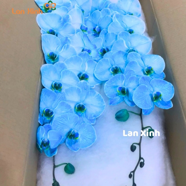 lan hồ điệp xanh