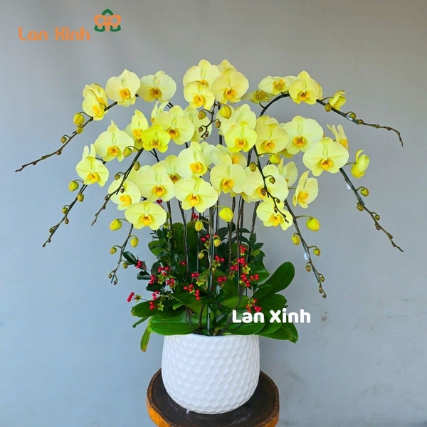 Lan hồ điệp màu xanh táo 10 cành