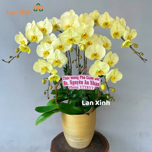 Lan hồ điệp màu xanh táo 5 cành -  HD320