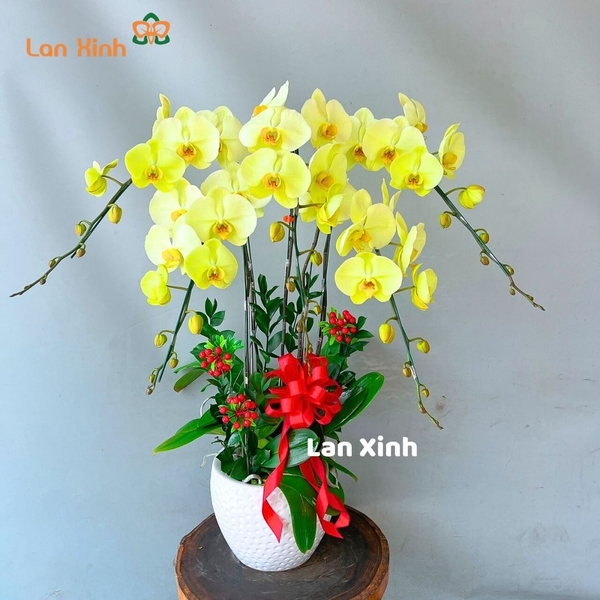 Lan hồ điệp màu xanh táo 5 cành -  HD320