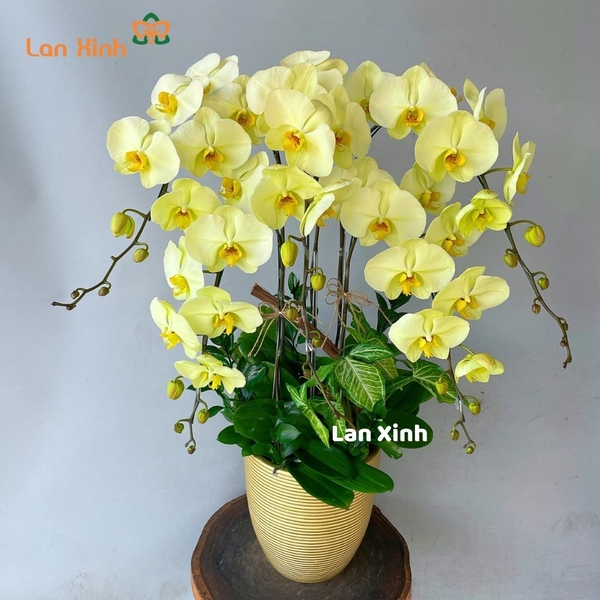 Lan hồ điệp màu xanh táo 5 cành -  HD320