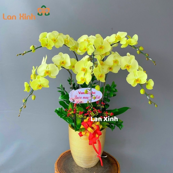 Lan hồ điệp màu xanh táo 6 cành - HD199