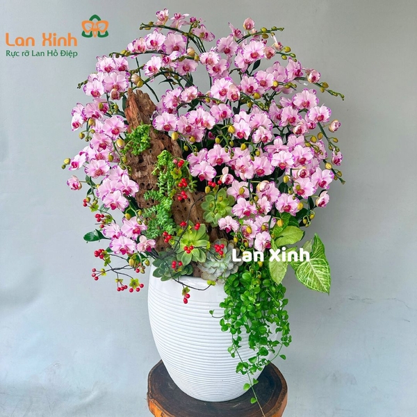 lan hồ điệp mini hồng 15 cây