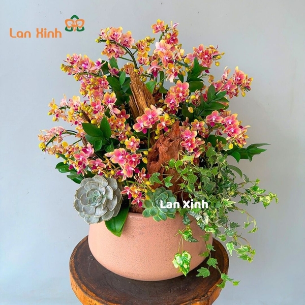 Lan hồ điệp mini cam 9 cây để bàn
