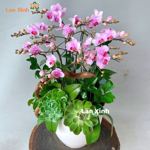 Lan hồ điệp mini để bàn mix sen đá
