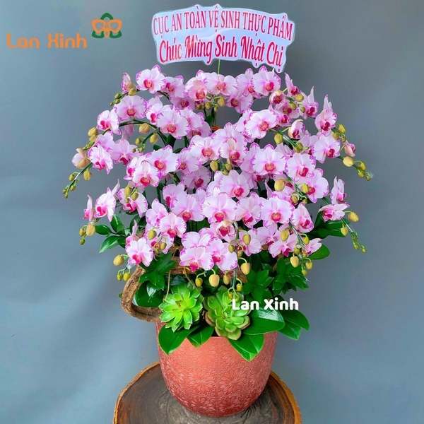 Lan hồ điệp mini hồng 10 cây 2 vòi HD144