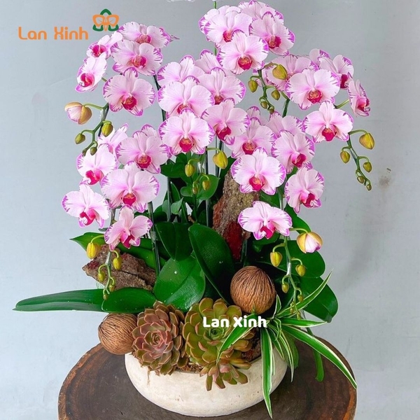 Lan hồ điệp mini hồng 2 vòi để bàn - HD365