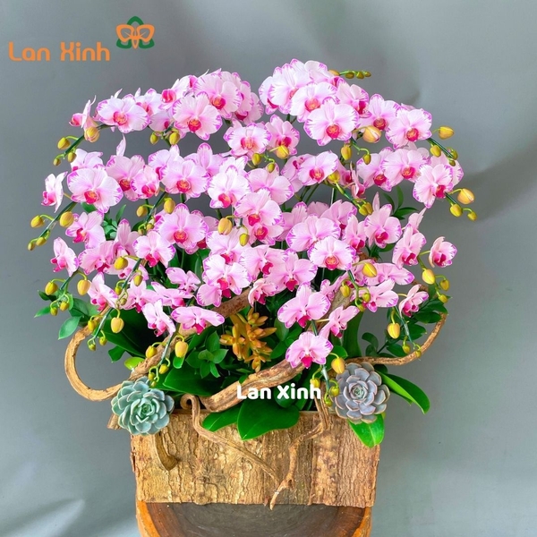 Lan hồ điệp mini hồng 9 cây chậu gỗ - HD174