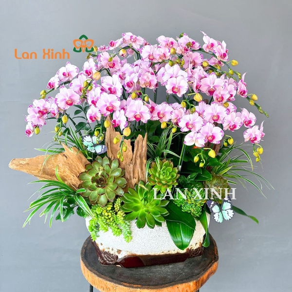 Lan hồ điệp giá rẻ