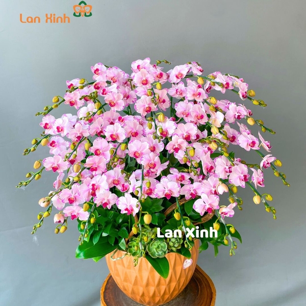 Lan hồ điệp mini hồng phấn để bàn