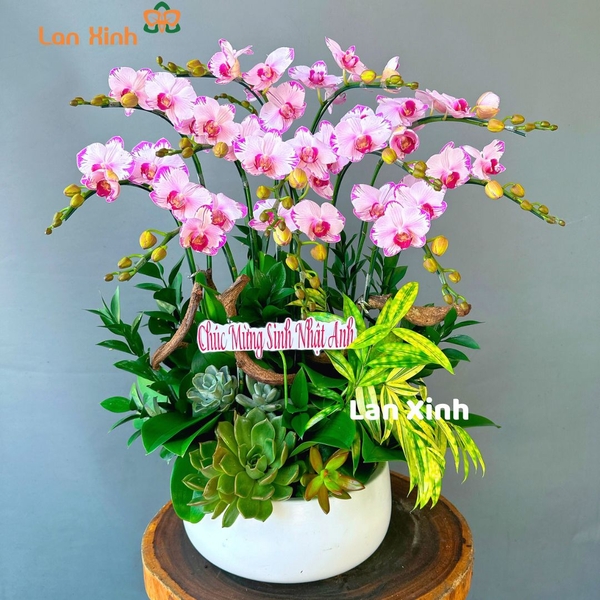Lan hồ điệp mini hồng 6 cây 2 vòi