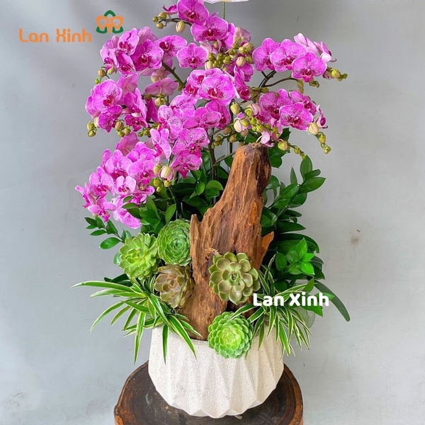 lan hồ điệp mini tím đột biến sen đá - HD490