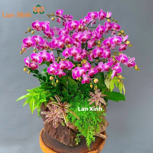 lan hồ điệp mini tím gỗ lũa