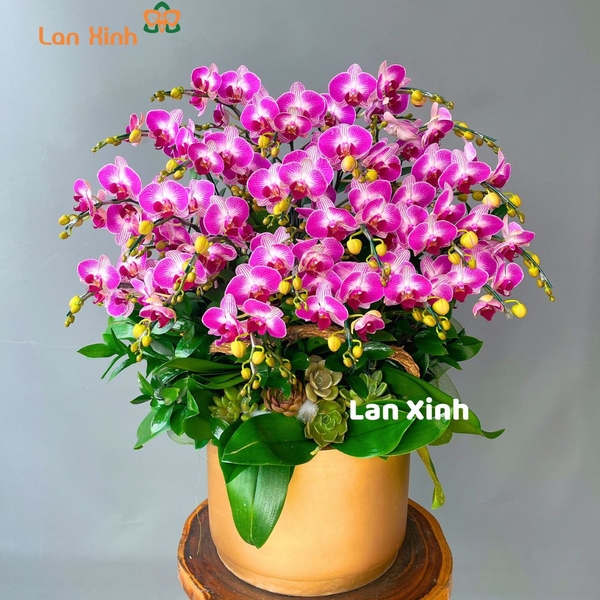 Lan hồ điệp mini tím sọc HD127