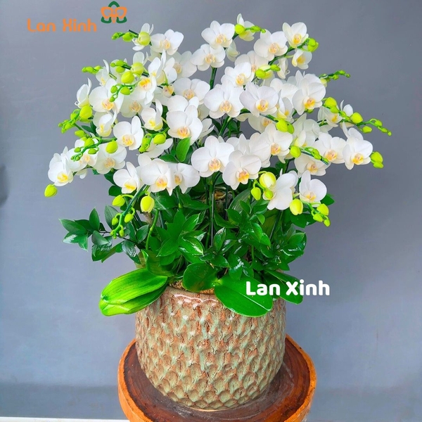 lan hồ điệp mini trắng HD96