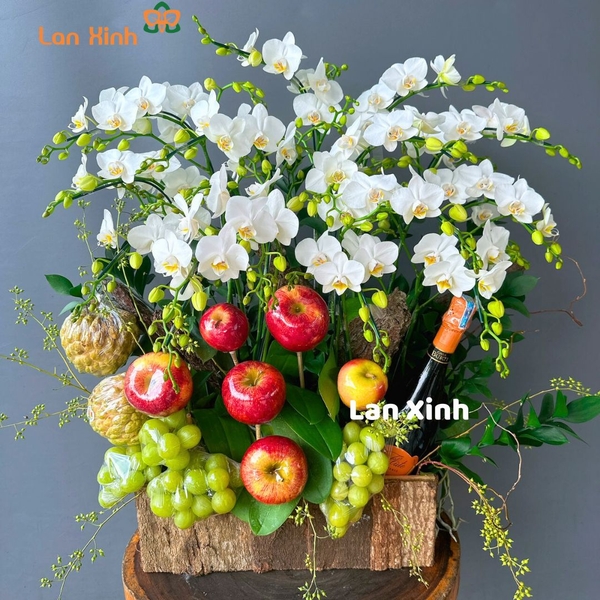 lan hồ điệp mini