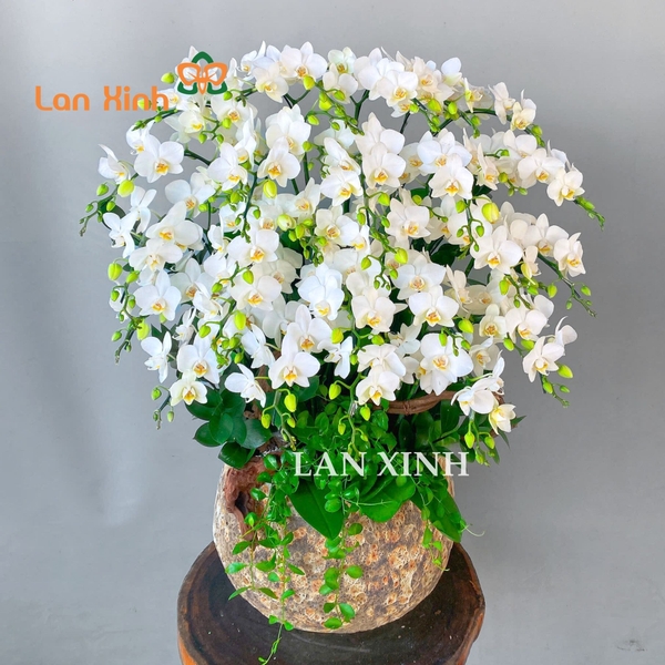 lan hồ điệp mini trắng tuyết