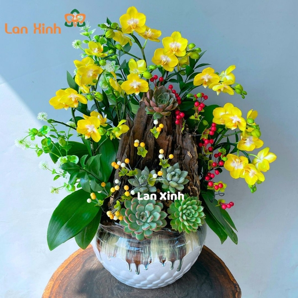 lan hồ điệp vàng